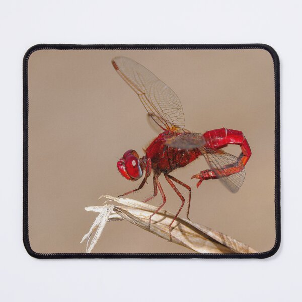 Item preview, Scarlet Darter  designed and sold by Ralph Goldsmith.