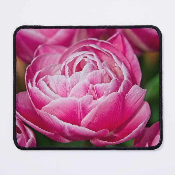Item preview, Pink Peony Tulip Flower designed and sold by Martyn R Arnold Fine Art Nature & Landscape Photography.