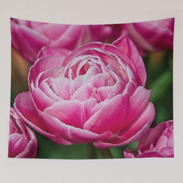 Item preview, Pink Peony Tulip Flower designed and sold by Martyn R Arnold Fine Art Nature & Landscape Photography.