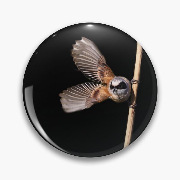 Item preview, Penduline-tit bird on a reed takes flight. designed and sold by NaturePhotography.