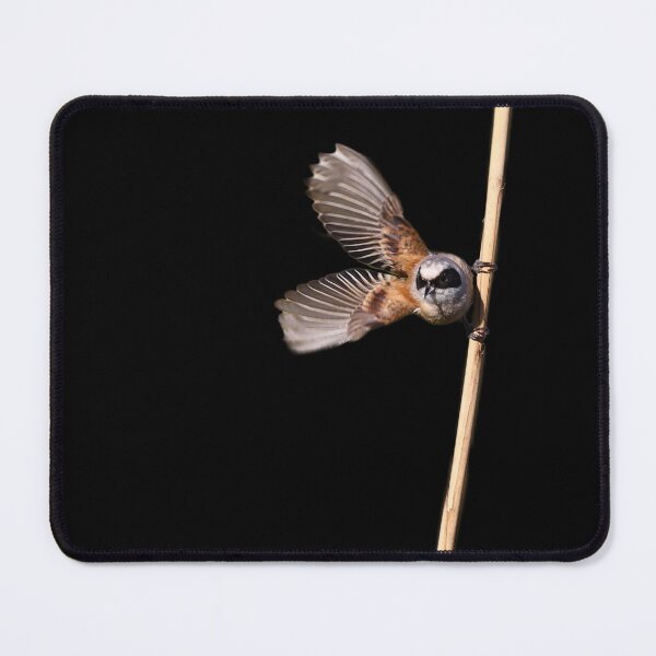 Item preview, Penduline-tit bird on a reed takes flight. designed and sold by NaturePhotography.