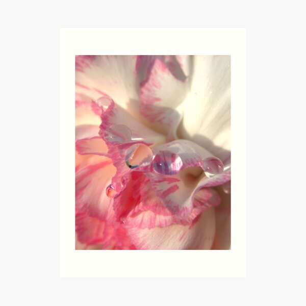 Carnation Drops II Art Print