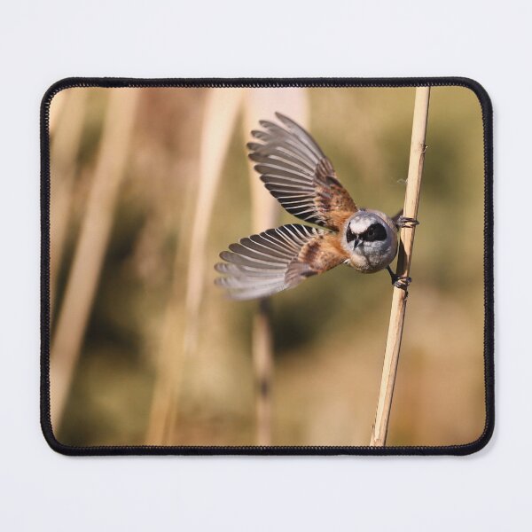 Item preview, Penduline-tit bird on a reed takes flight designed and sold by NaturePhotography.
