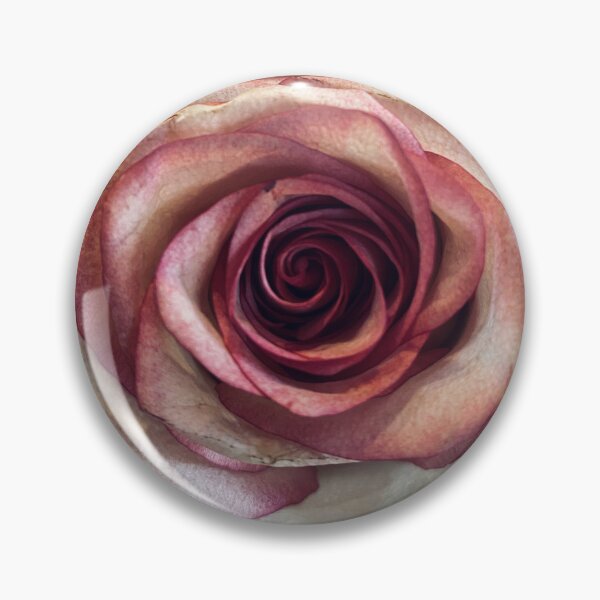 Item preview, Elegant Pink and White Rose Bloom Isolated on White Background designed and sold by BalkanBloom.