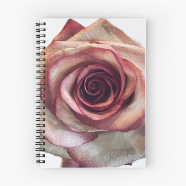 Item preview, Elegant Pink and White Rose Bloom Isolated on White Background designed and sold by BalkanBloom.