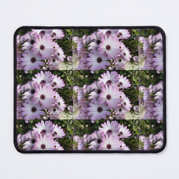Item preview, Purple and white African daisies. designed and sold by BalkanBloom.
