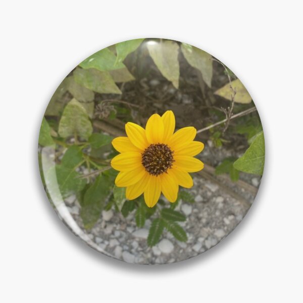 Item preview, Cucumberleaf Sunflower Gasparilla Island FL designed and sold by Donlan-2211.