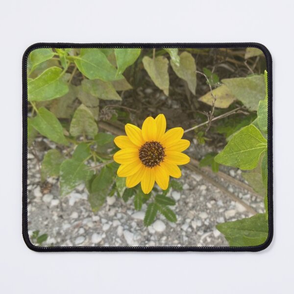 Item preview, Cucumberleaf Sunflower Gasparilla Island FL designed and sold by Donlan-2211.