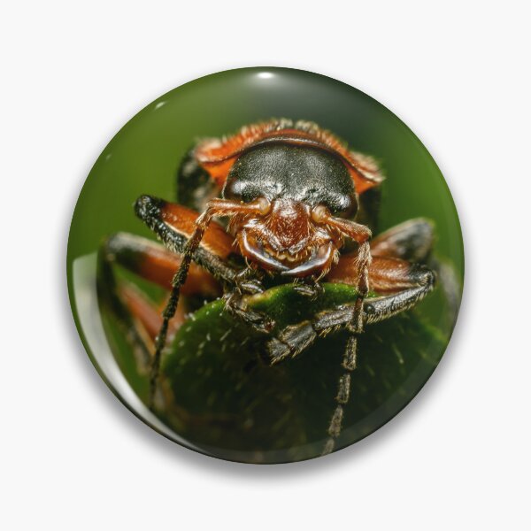 Item preview, Ready for Ambush — Soldier Beetle in Extreme Close-Up designed and sold by Rabee Khalil Photography.