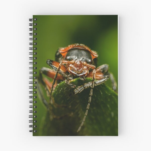 Item preview, Ready for Ambush — Soldier Beetle in Extreme Close-Up designed and sold by Rabee Khalil Photography.