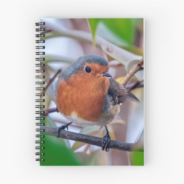 Item preview, Robin designed and sold by Tom McPherson Photography.