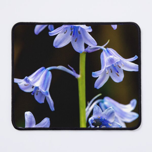 Item preview, Bluebell designed and sold by Tom McPherson Photography.