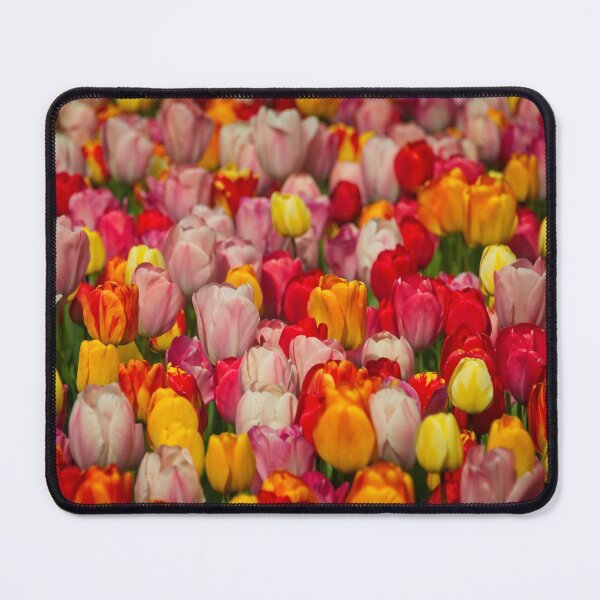 Item preview, Tulip Flowers at Durham Botanic Garden UK designed and sold by Martyn R Arnold Fine Art Nature & Landscape Photography.