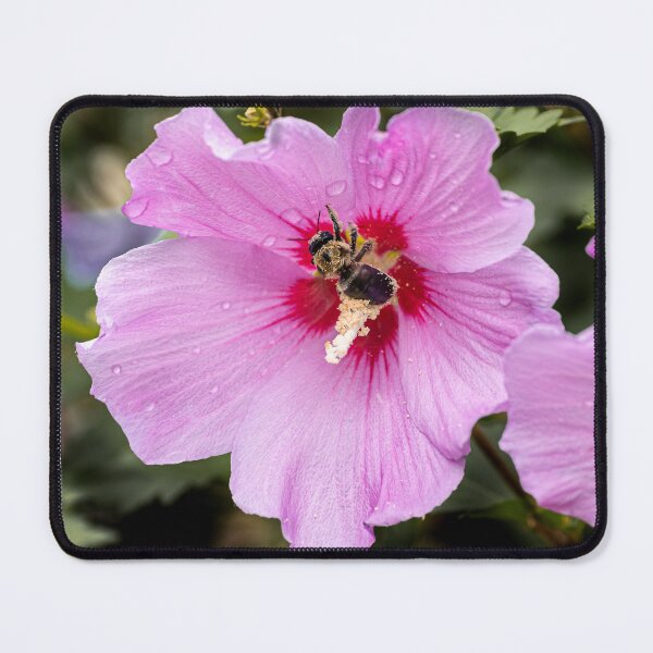 Item preview, Rose of Sharon with Bee designed and sold by AlanJayPhotos.