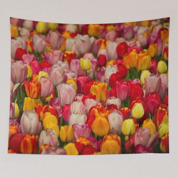 Item preview, Tulip Flowers at Durham Botanic Garden UK designed and sold by Martyn R Arnold Fine Art Nature & Landscape Photography.