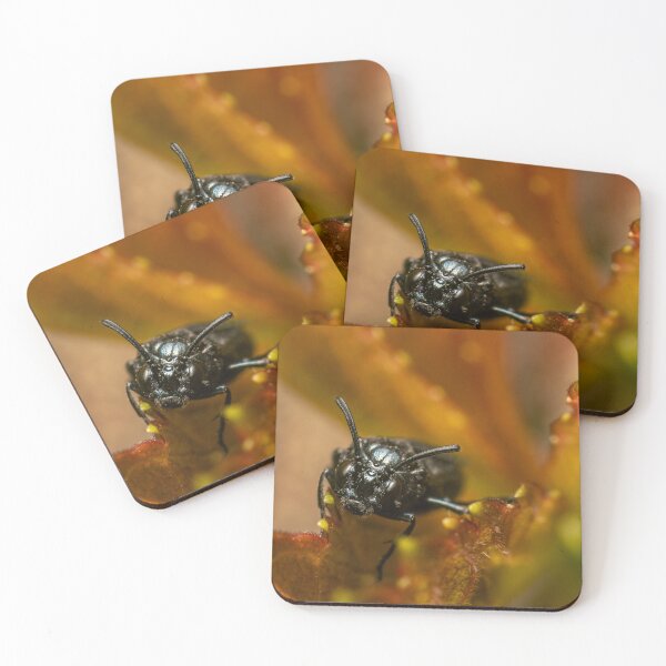 Item preview, Dark and Warm — Black Beetle Up Close designed and sold by Rabee Khalil Photography.
