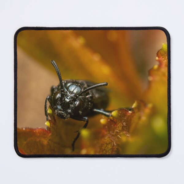 Item preview, Dark and Warm — Black Beetle Up Close designed and sold by Rabee Khalil Photography.