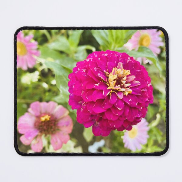 Item preview, Vibrant Pink Zinnia Flower in Garden designed and sold by BalkanBloom.