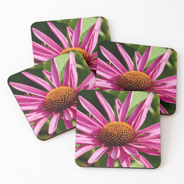 Item preview, Echinacea II designed and sold by Eidetic Photos.
