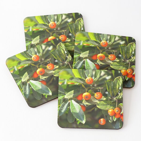 Item preview, Pyracantha angustifolia №1 designed and sold by NikaNavi.