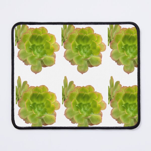 Item preview, Vibrant Echeveria Succulent with Rosy Edges designed and sold by BalkanBloom.