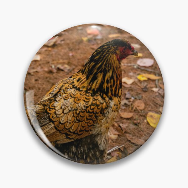Aperçu de l'œuvre Poule Wyandotte dorée créée et vendue par MDCCo.
