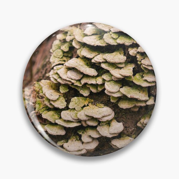 Item preview, Turkey Tail Fungi on Tree Bark | Forest Mushroom Nature Photo Print designed and sold by MDCCo.