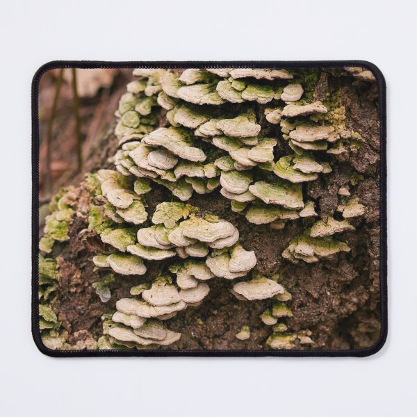 Item preview, Turkey Tail Fungi on Tree Bark | Forest Mushroom Nature Photo Print designed and sold by MDCCo.