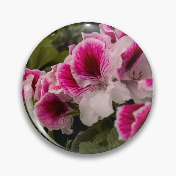 Item preview, Pink Regal Pelargonium Flowers | Greenhouse Botanical Photo Print designed and sold by MDCCo.