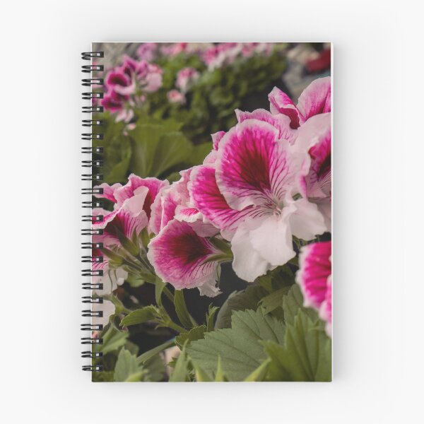 Aperçu de l'œuvre Fleurs de pélargonium rose royal | Photo botanique de serre créée et vendue par MDCCo.