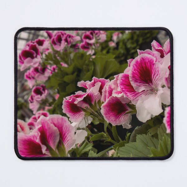 Item preview, Pink Regal Pelargonium Flowers | Greenhouse Botanical Photo Print designed and sold by MDCCo.