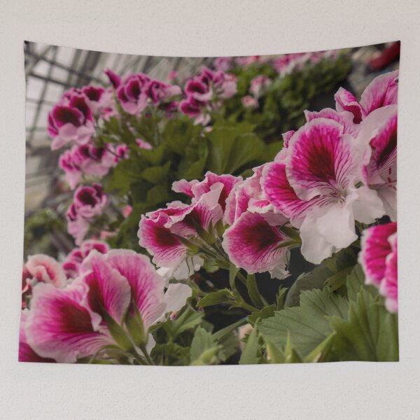 Item preview, Pink Regal Pelargonium Flowers | Greenhouse Botanical Photo Print designed and sold by MDCCo.