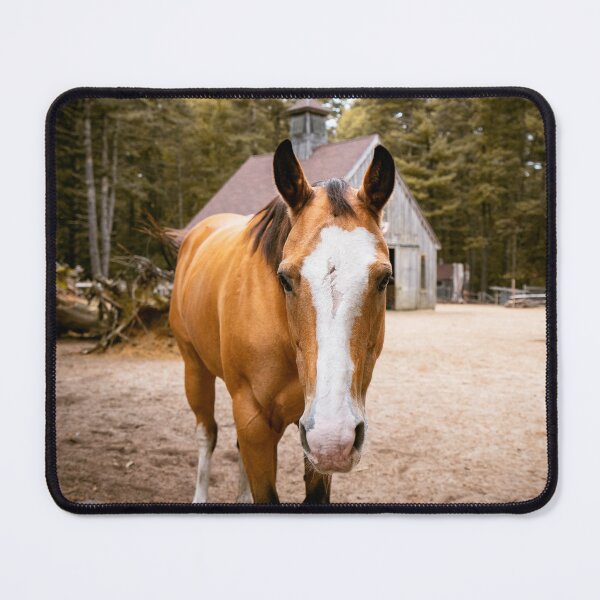 Item preview, Palomino Horse Portrait | New England Farm Barn Photo Print designed and sold by MDCCo.