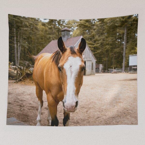Item preview, Palomino Horse Portrait | New England Farm Barn Photo Print designed and sold by MDCCo.