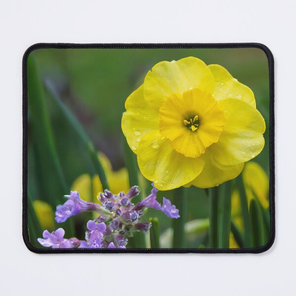 Item preview, Daffodil's Regal Purple Consort - Botanical Photography  designed and sold by Susarellis.
