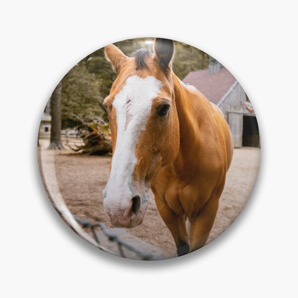 Item preview, Palomino Horse Close Up Portrait | Rustic Barn Farm Photo Print designed and sold by MDCCo.