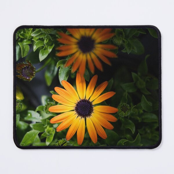 Item preview, Orange African Daisy Flowers | Bold Floral Botanical Photo Print designed and sold by MDCCo.