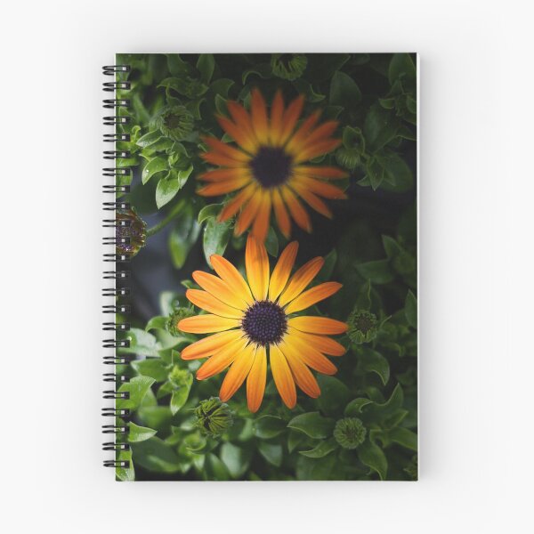 Item preview, Orange African Daisy Flowers | Bold Floral Botanical Photo Print designed and sold by MDCCo.