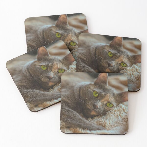 Item preview, Tortoiseshell Cat Portrait | Green Eyes Cozy Cat Photo Print designed and sold by MDCCo.