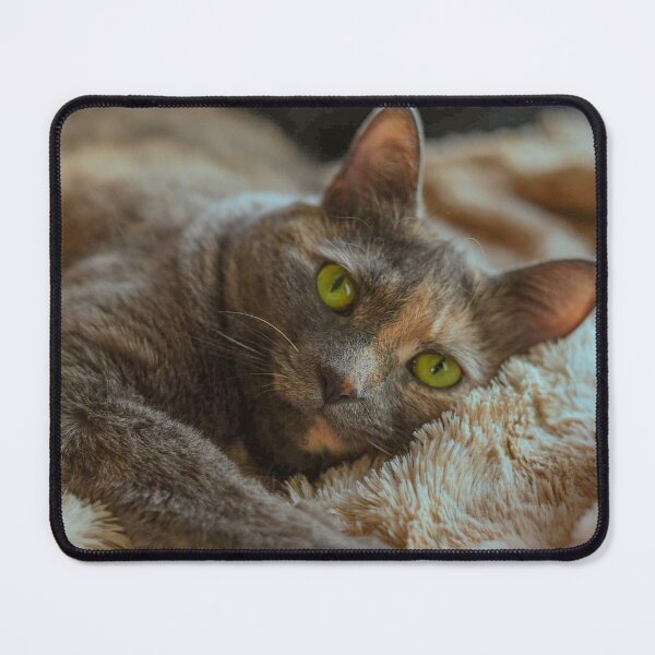Item preview, Tortoiseshell Cat Portrait | Green Eyes Cozy Cat Photo Print designed and sold by MDCCo.
