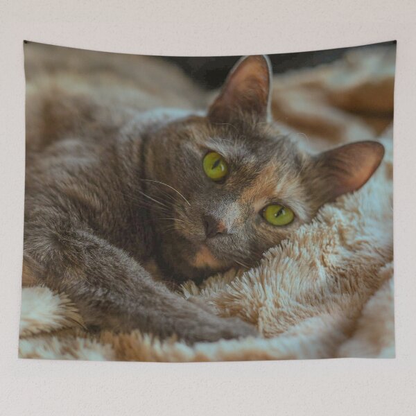 Item preview, Tortoiseshell Cat Portrait | Green Eyes Cozy Cat Photo Print designed and sold by MDCCo.