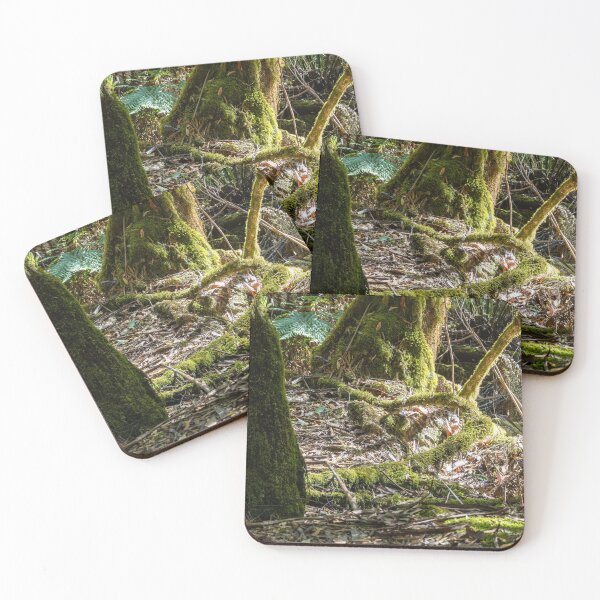 Item preview, Mossy roots in a rainforest designed and sold by Nightscapes.