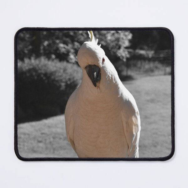 Item preview, Curious Sulphur Crested Cockatoo designed and sold by Yolanda Caporn Art.