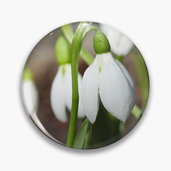 Item preview, Snowdrop flowers designed and sold by Jouko Lehto Photography.