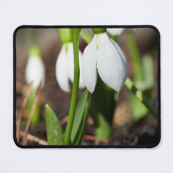 Item preview, Snowdrop flowers designed and sold by Jouko Lehto Photography.