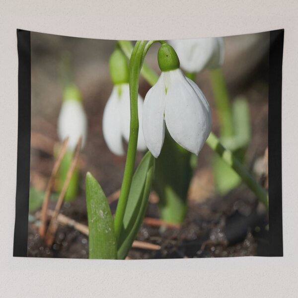 Item preview, Snowdrop flowers designed and sold by Jouko Lehto Photography.