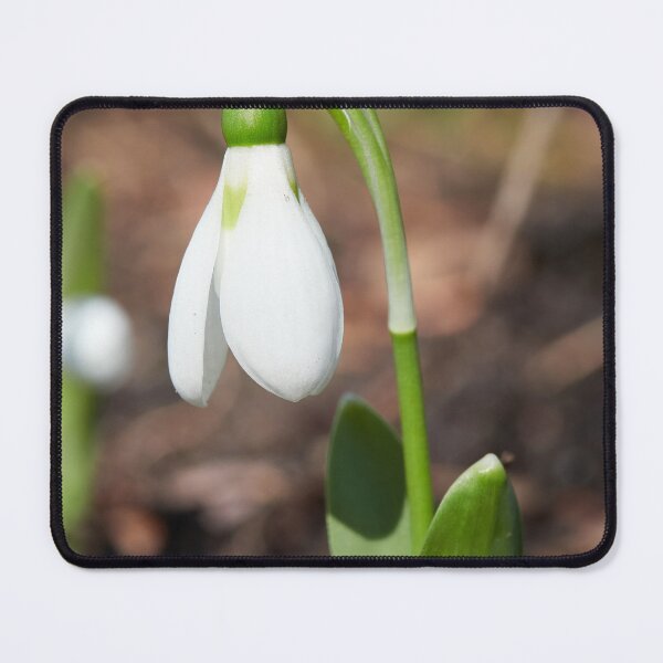 Item preview, Snowdrop single designed and sold by Jouko Lehto Photography.
