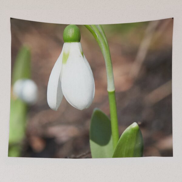 Item preview, Snowdrop single designed and sold by Jouko Lehto Photography.