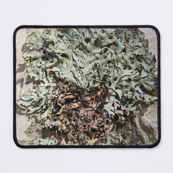 Item preview, Natural abstract. Tube Lichen designed and sold by Jouko Lehto Photography.