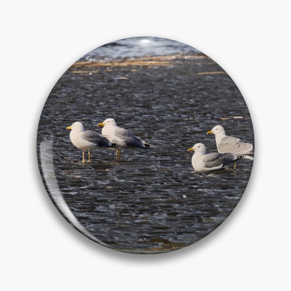Item preview, On the black ice. European herring gull. Spring 2026 designed and sold by Jouko Lehto Photography.